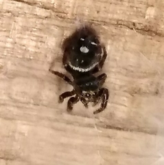 Phidippus audax