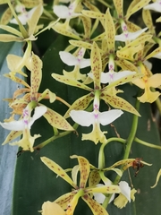 Epidendrum stamfordianum