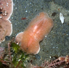 Eurylepta aurantiaca