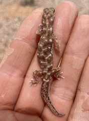 Rhynchoedura
