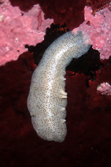Enchiridium punctatum