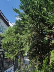 Platycladus orientalis