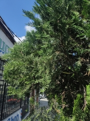 Platycladus orientalis
