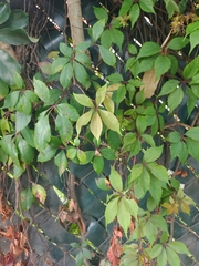 Cissus rhombifolia