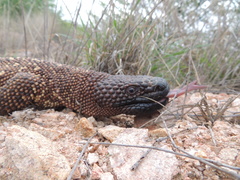 Heloderma exasperatum