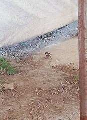 Passer domesticus