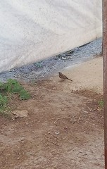 Passer domesticus