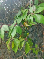 Cissus rhombifolia