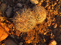 Coryphantha compacta