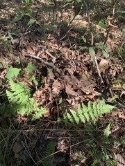 Woodsia obtusa obtusa