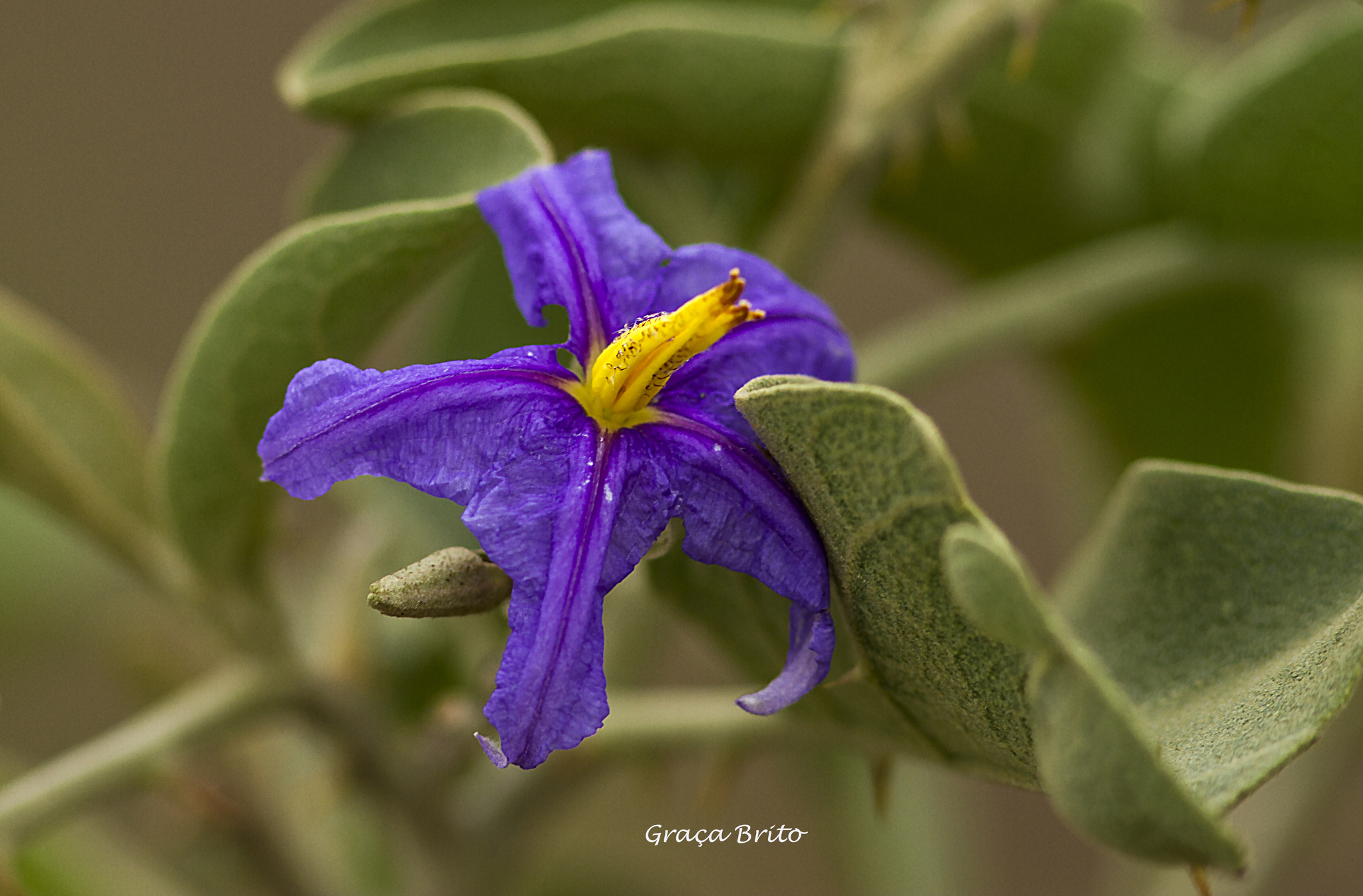 Solanum lycocarpum