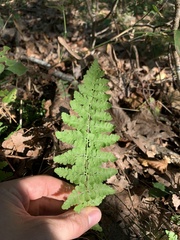 Woodsia obtusa obtusa
