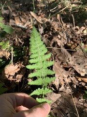 Woodsia obtusa obtusa