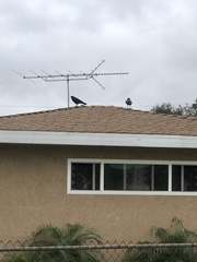 Corvus brachyrhynchos