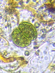 Cosmarium contractum