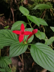 Crusea coccinea