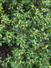 Rhododendron