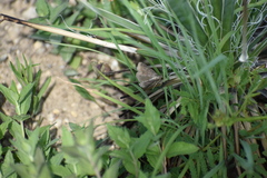 Matigramma pulverilinea