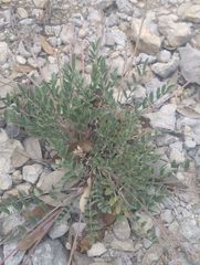 Astragalus lotiflorus