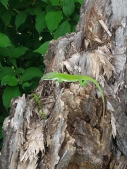 Anolis carolinensis