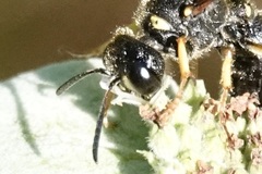 Cerceris atramontensis