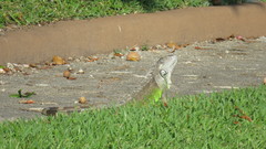 Iguana iguana