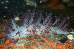 Dendronotus rufus