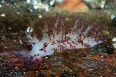 Dendronotus rufus