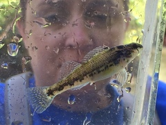 Etheostoma chermocki