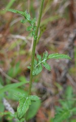 Hymenopappus artemisiifolius