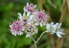 Hymenopappus artemisiifolius