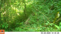 Nicator chloris