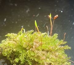 Brachytheciastrum velutinum