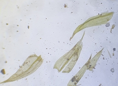 Brachytheciastrum velutinum