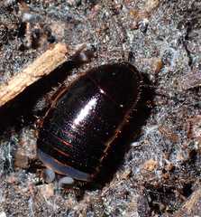 Loboptera