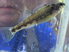 Etheostoma chermocki
