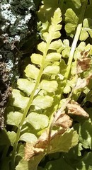 Asplenium incisum