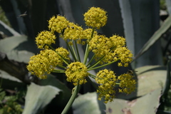 Elaeoselinum thapsioides