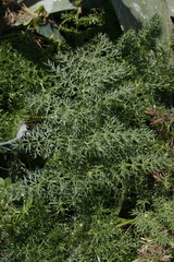 Elaeoselinum thapsioides