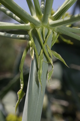 Elaeoselinum thapsioides