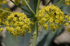 Elaeoselinum thapsioides