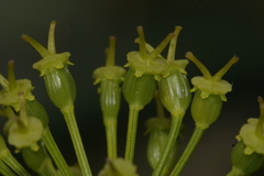 Elaeoselinum thapsioides