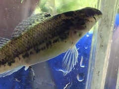 Etheostoma chermocki
