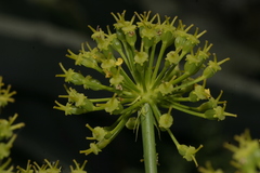 Elaeoselinum thapsioides