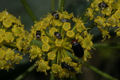 Elaeoselinum thapsioides