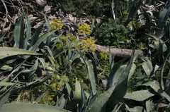 Elaeoselinum thapsioides