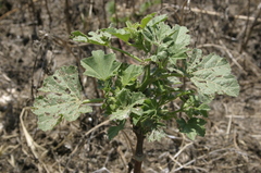 Malva durieui