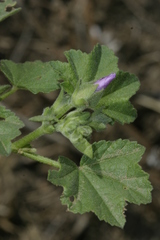 Malva durieui
