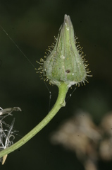 Sonchus tenerrimus amicus