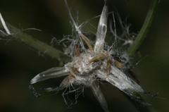 Sonchus tenerrimus amicus